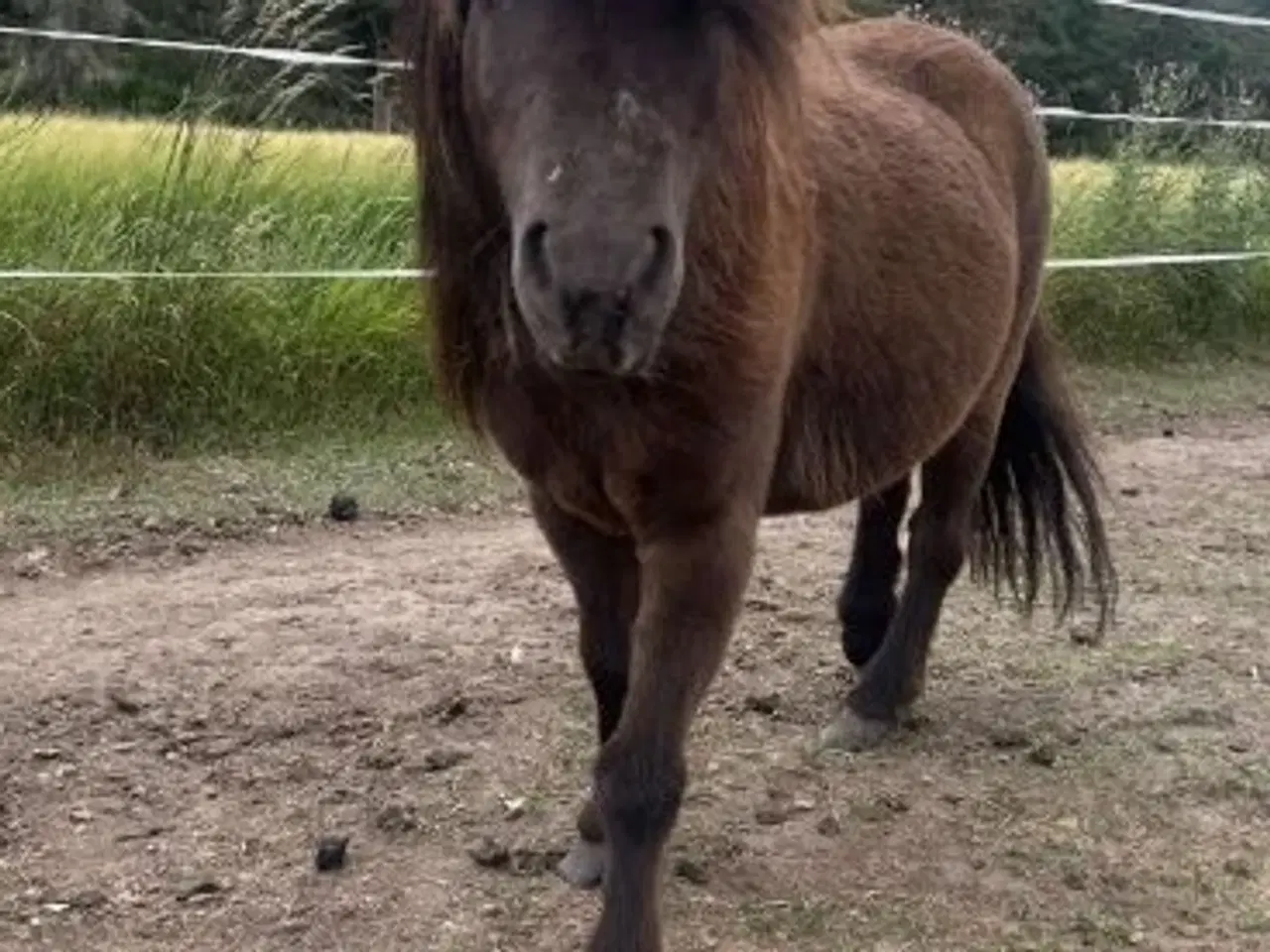 Billede 1 - Miniaturehest ny vaccineret 