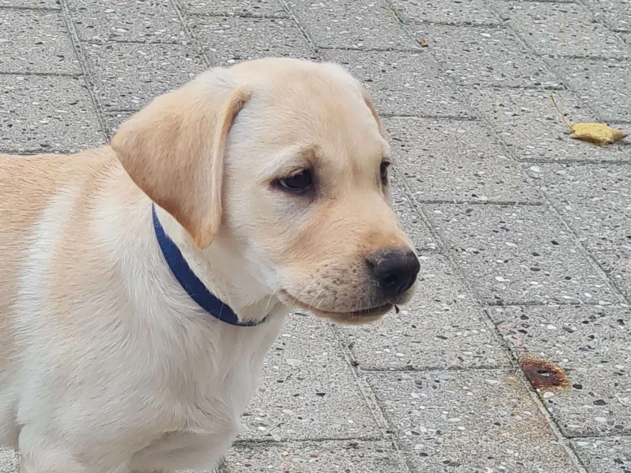 Billede 9 - Gule labrador hvalpe.