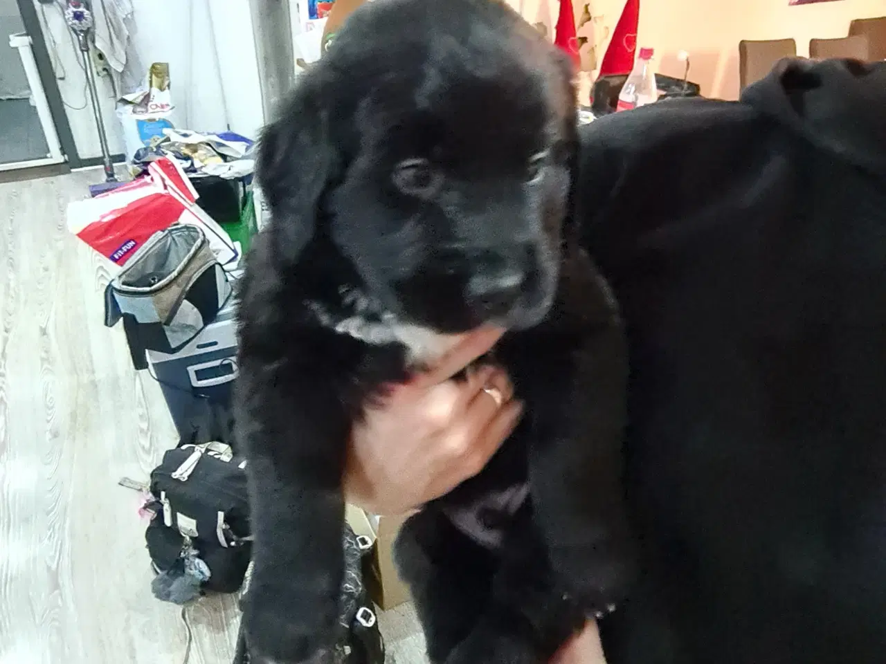 Billede 2 - Golden mountain dog.