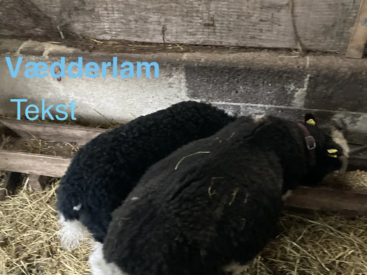 Billede 3 - Jacobs vædder lam