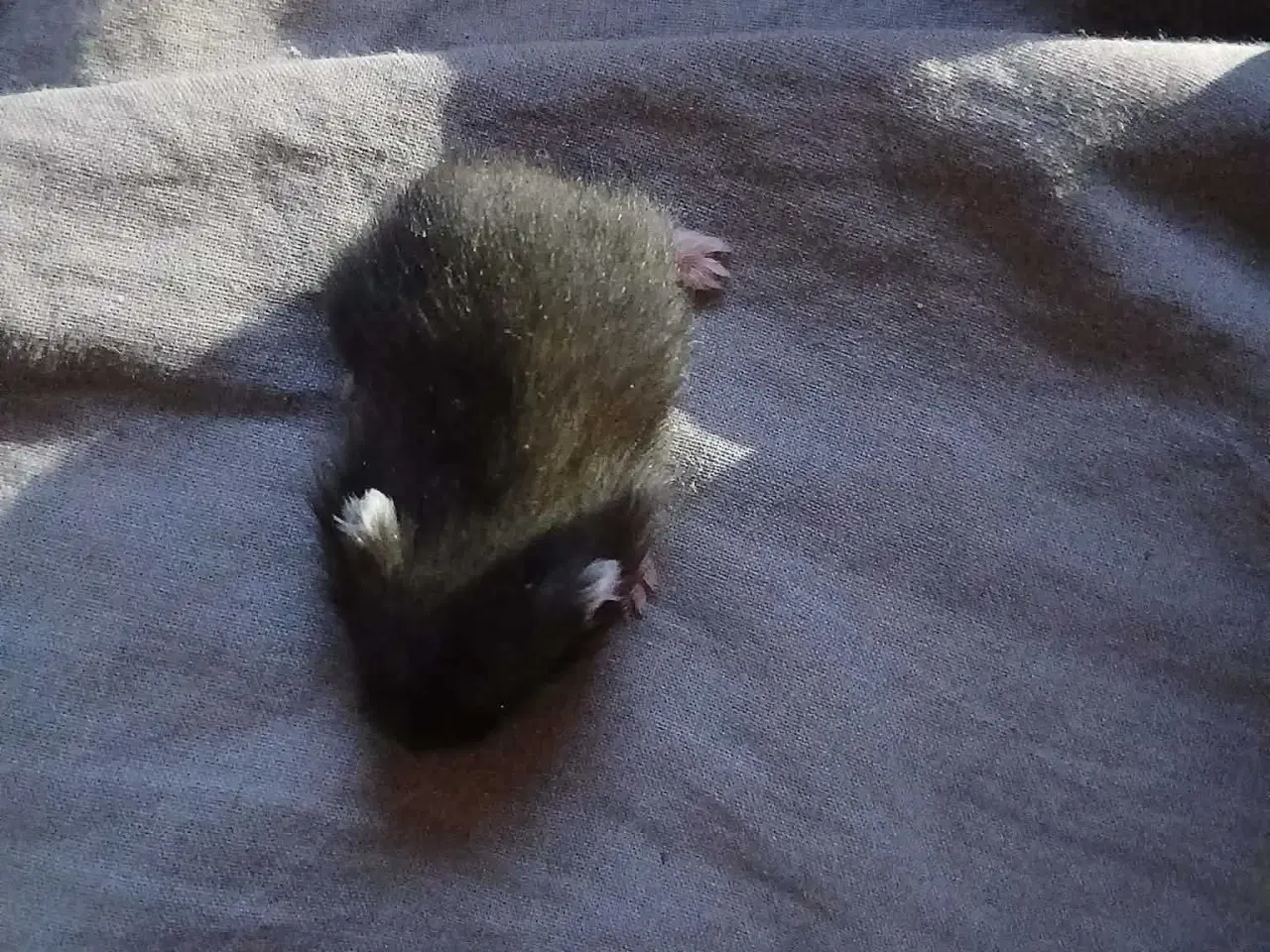 Billede 7 - Dværghamster unger 