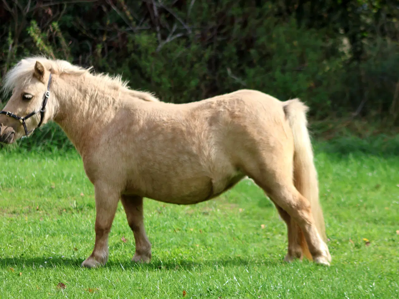 Billede 3 - palomino shet hoppe med cremello broget føl 