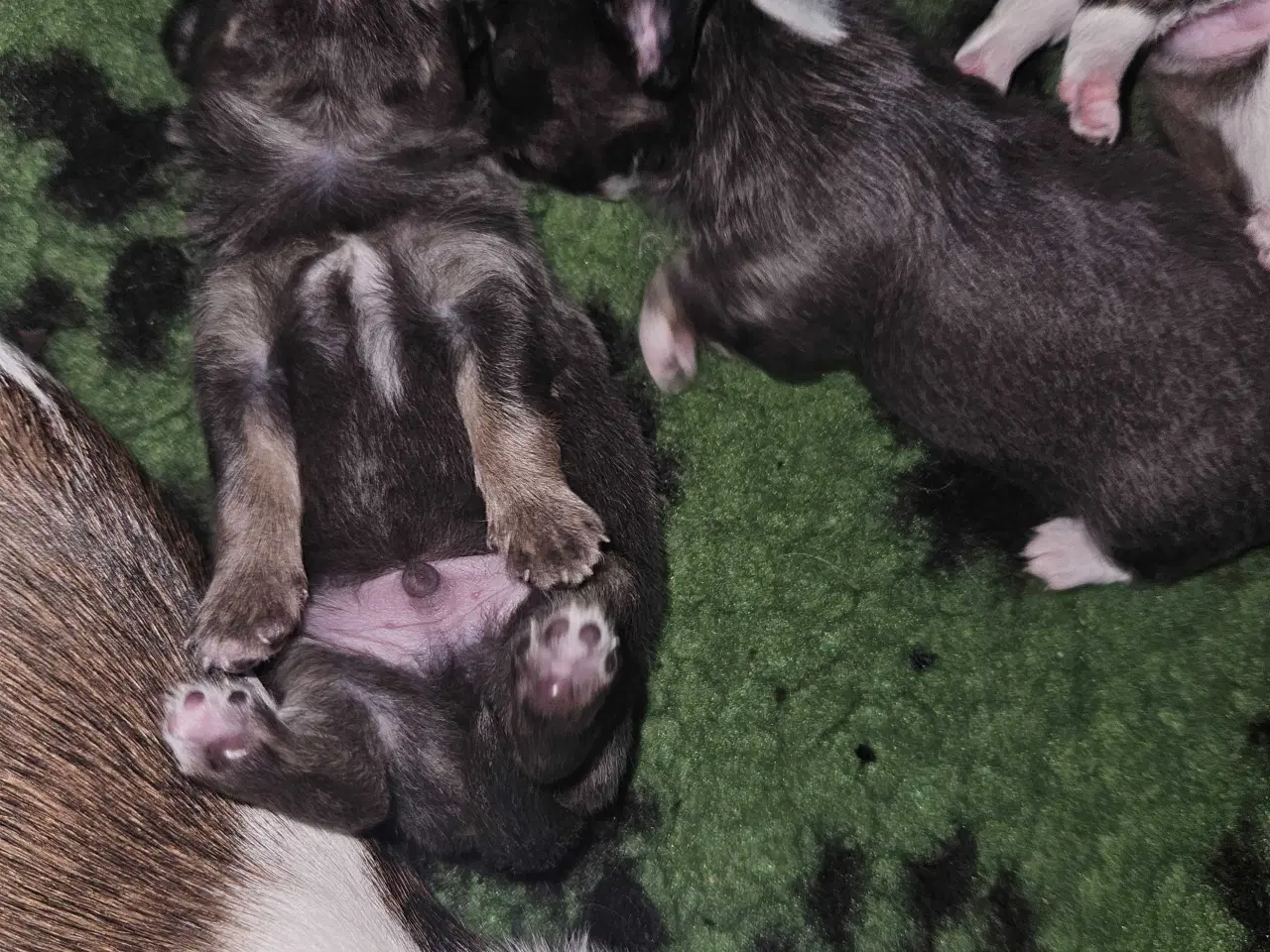 Billede 10 - 3 drenge 2 langhåret 1 korthårog 1 pige langhåret 