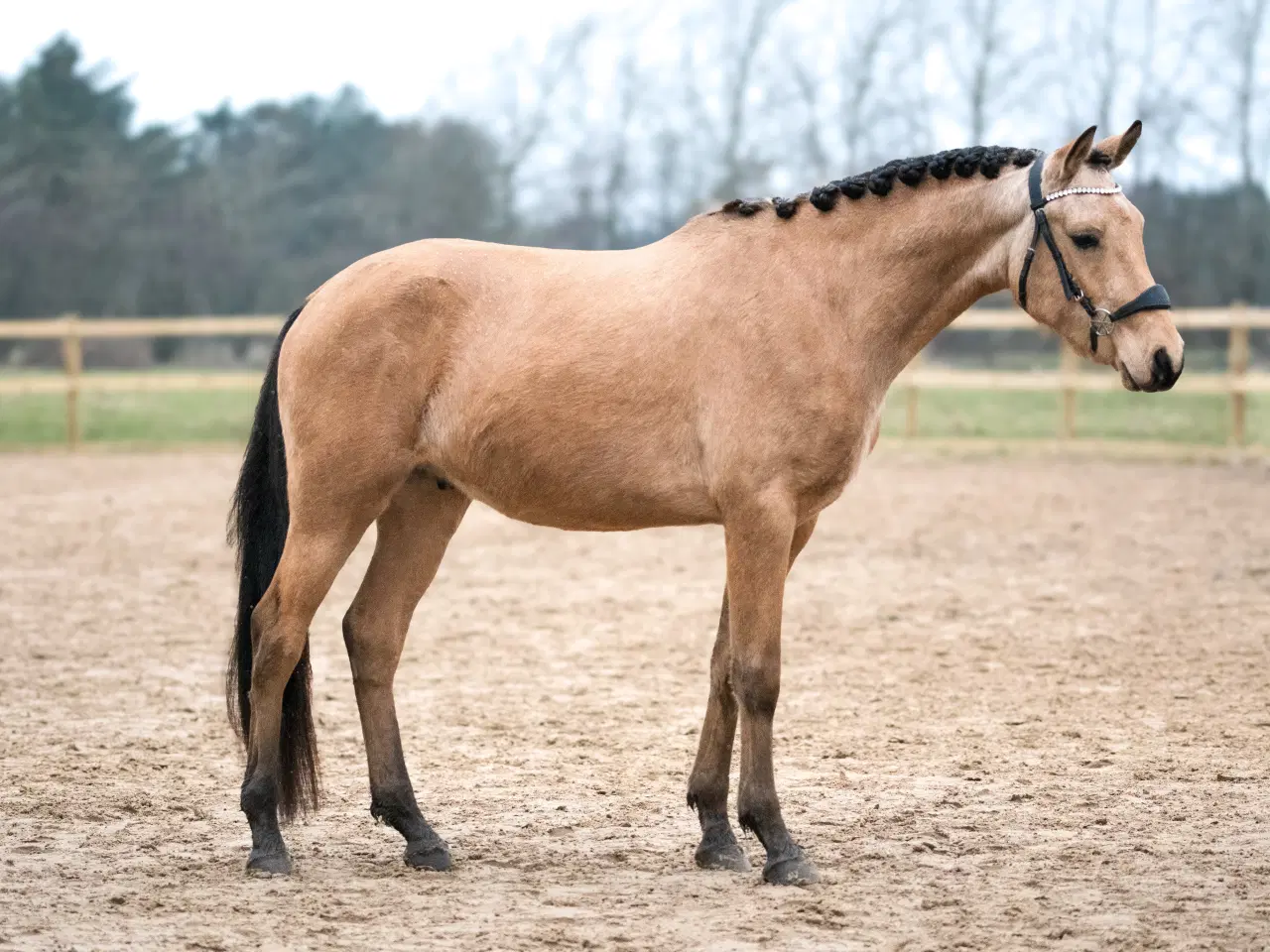 Billede 1 - Buckskin vallak til salg 