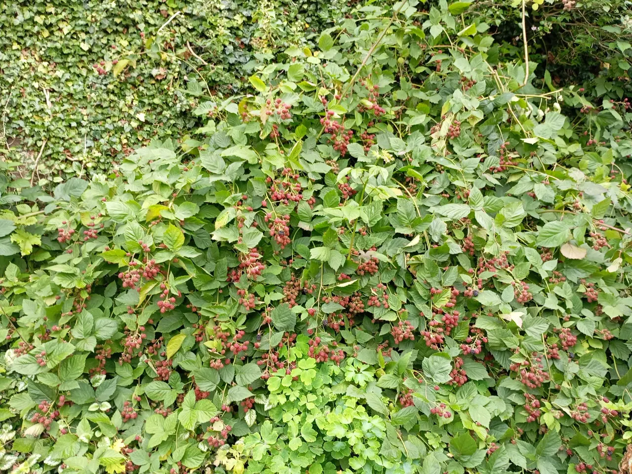 Billede 10 - Brombær Tornfri