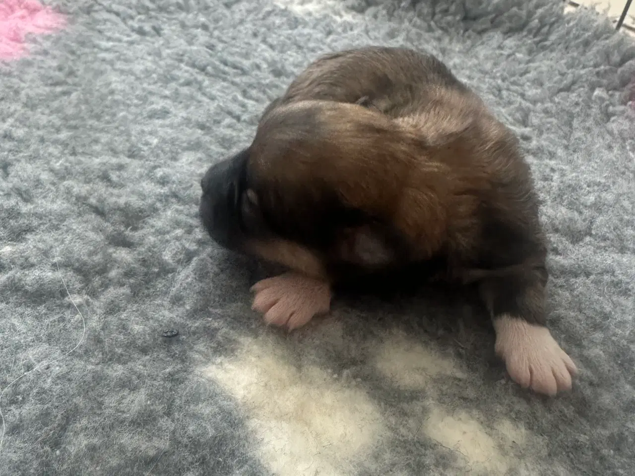 Billede 3 - Lhasa apso - Chili