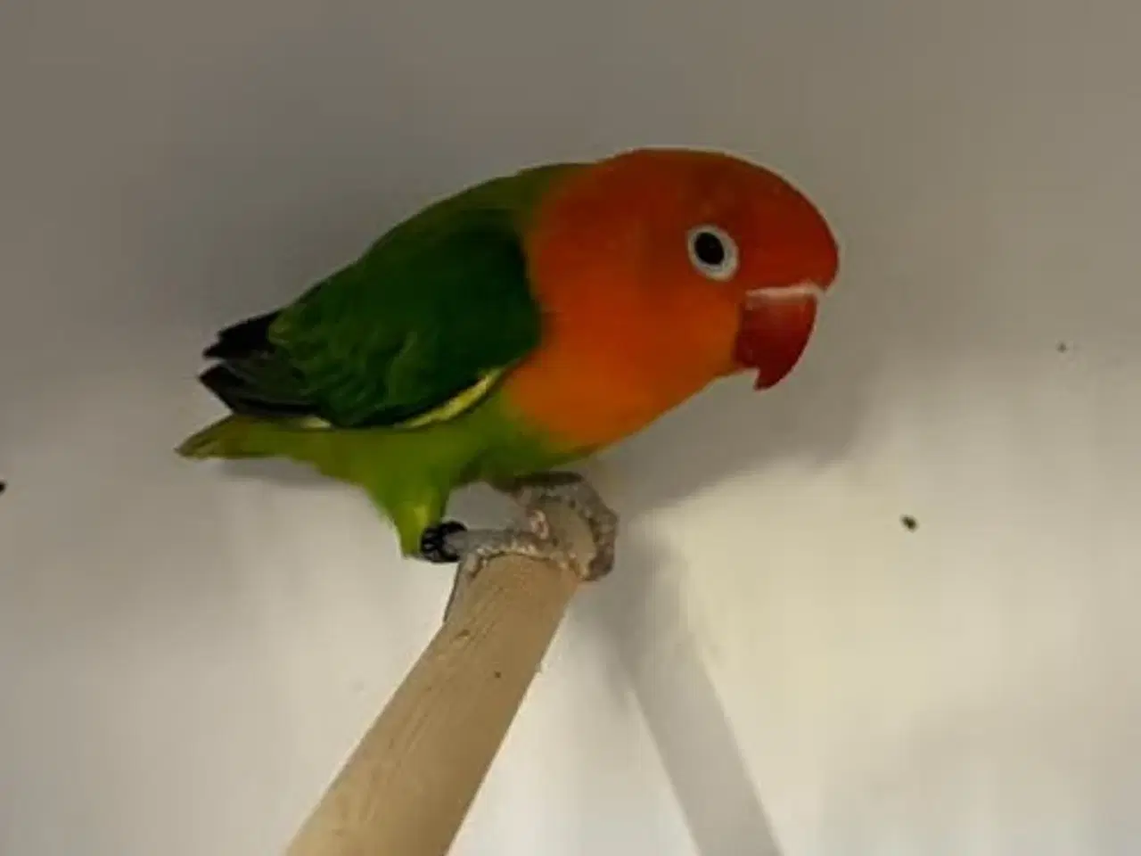 Billede 1 - Rødhovedet dværgpapegøje