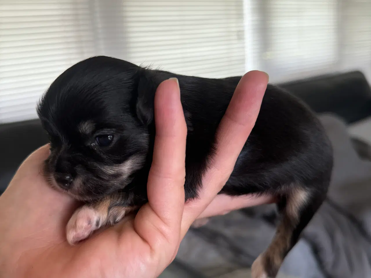 Billede 1 - Mini Chihuahua