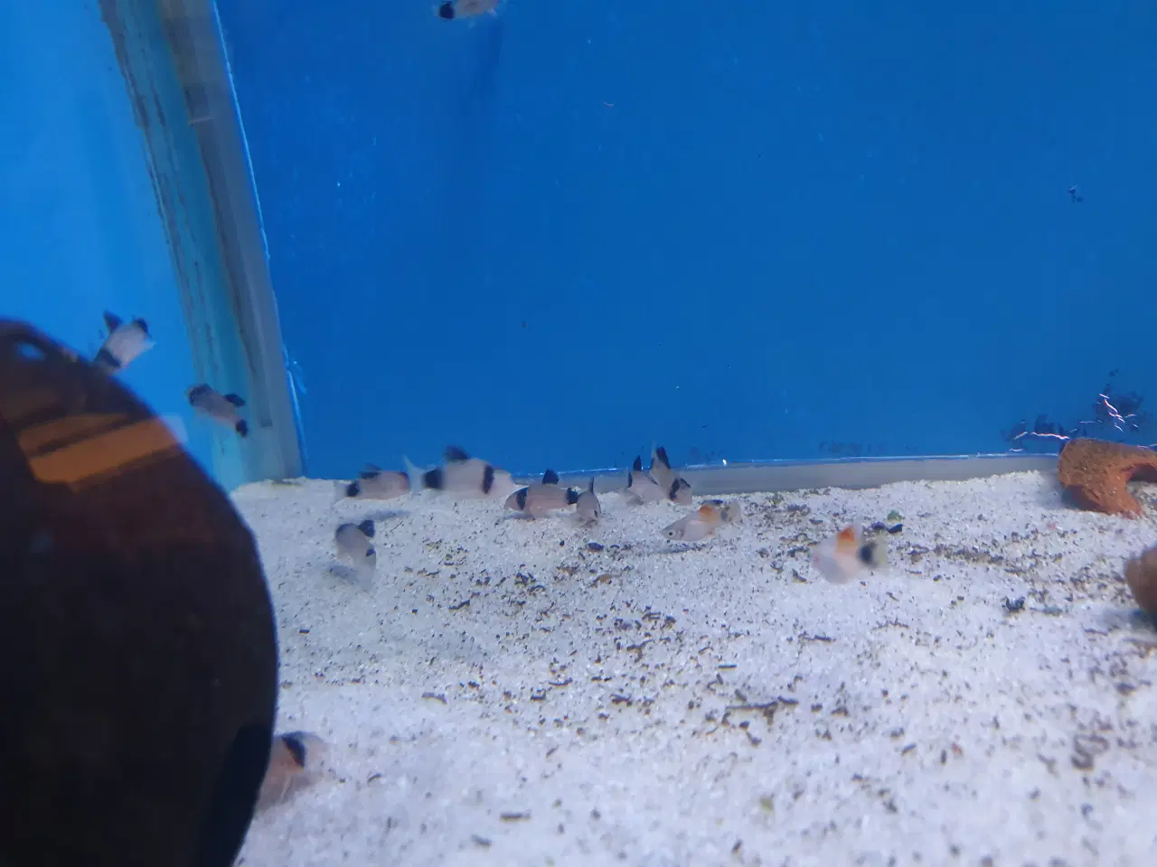 Billede 6 - Corydoras Panda sælges! 🐼