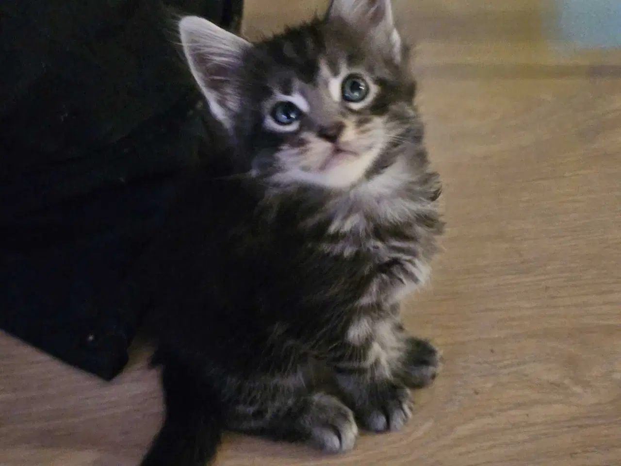 Billede 4 - Skønneste maine coon killinger