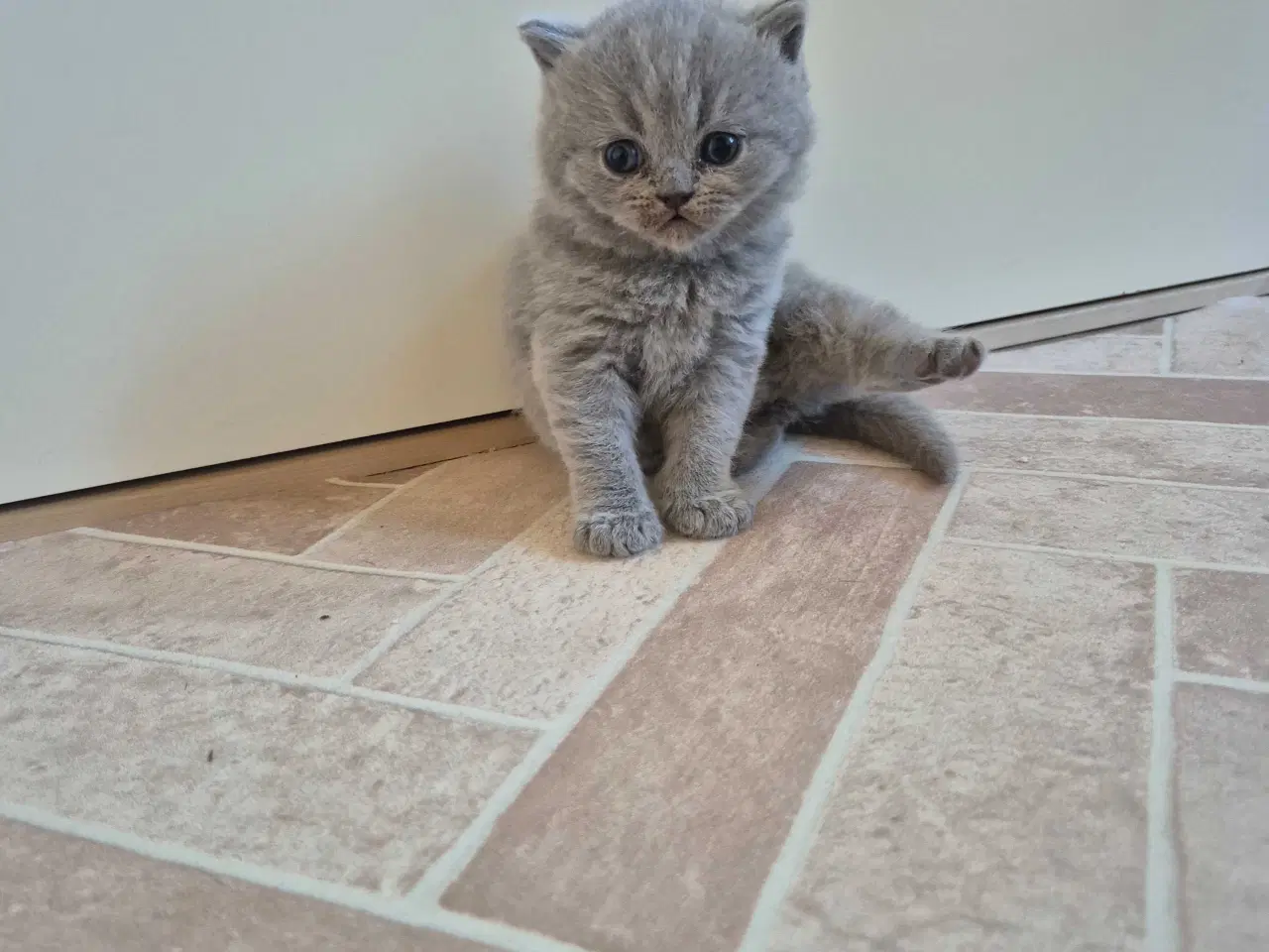 Billede 6 - 🐾 British Shorthair killinger 