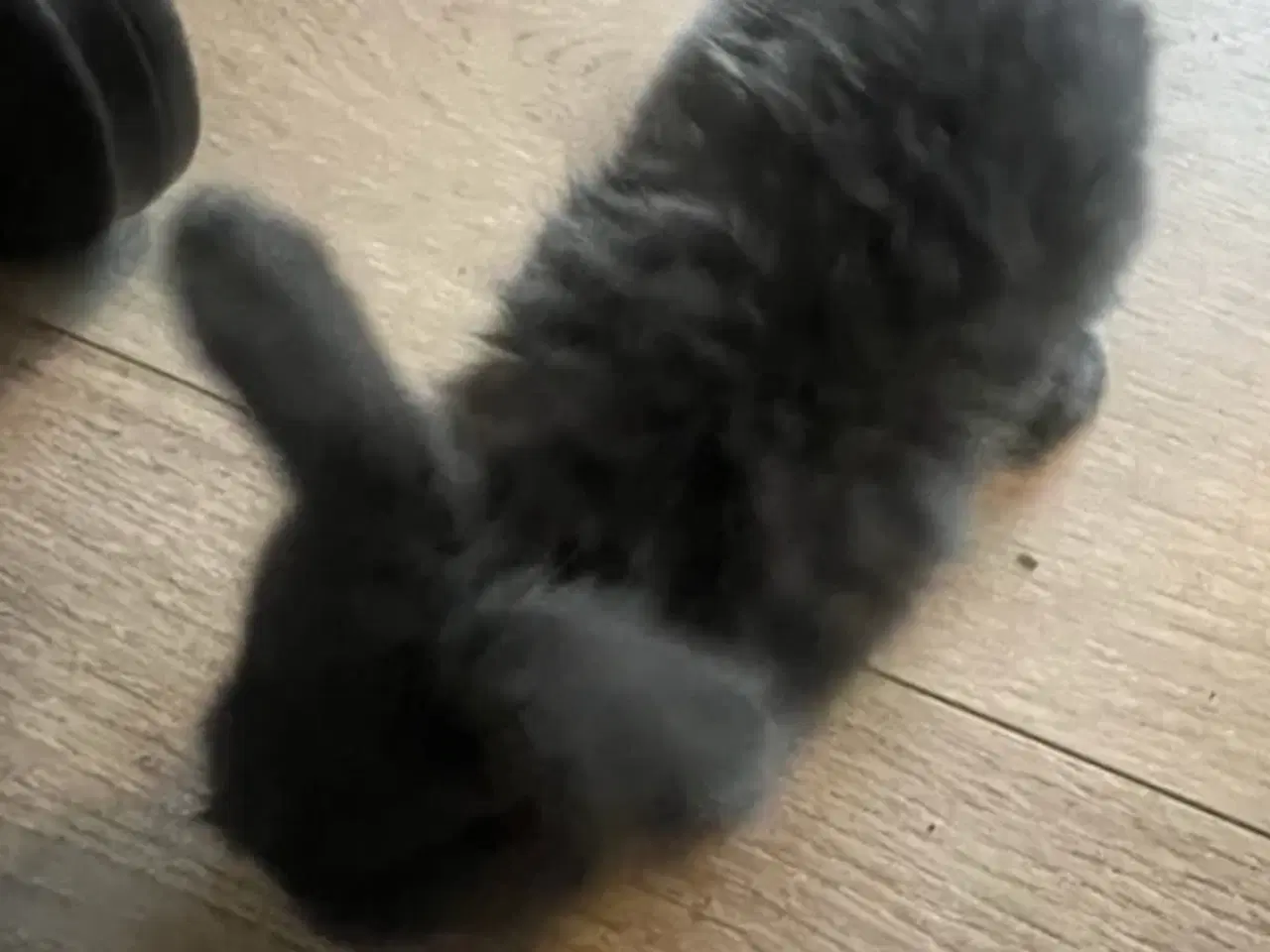 Billede 3 - Harekillinger 5 Stk.