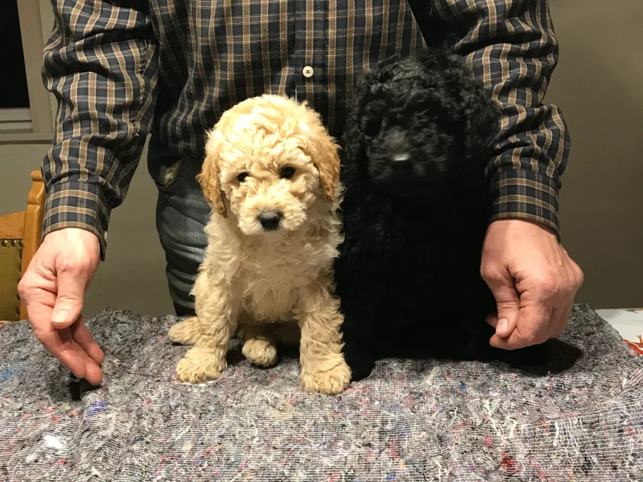 Billede 5 - Labradoodle hvalpe 2 generation  fælder ikke 