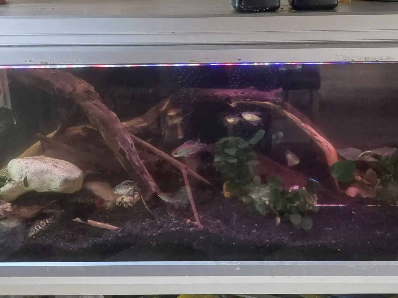 Billede 1 - 350l Akvarie & Fisk