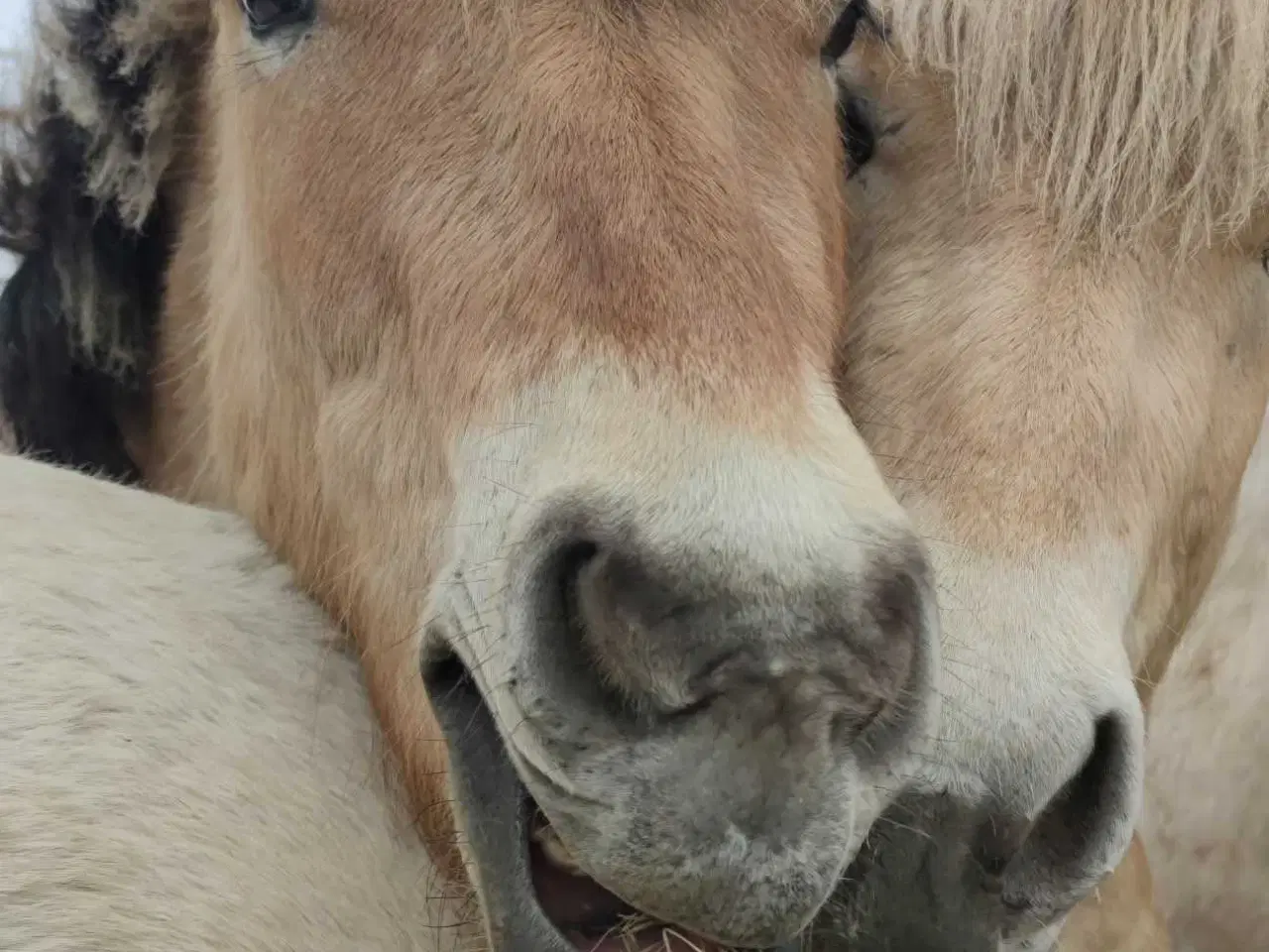 Billede 6 - Brunblakke Fjordhorse Stallion 2 years old