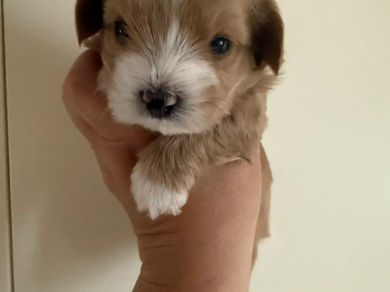 Billede 1 - Ægte bichon  havanais.