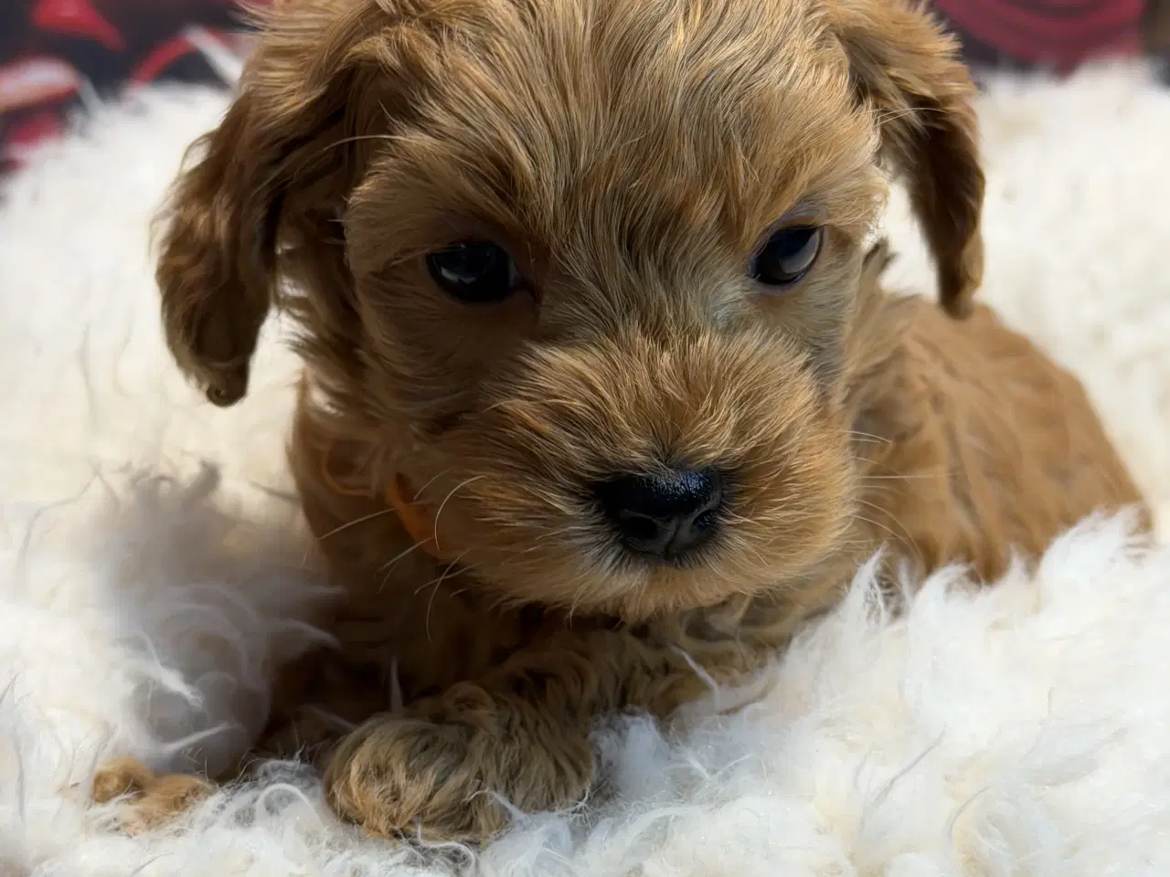 Billede 10 - ❤️🐶 Cavapoo hvalpe – 2 piger & 2 drenge 🐶