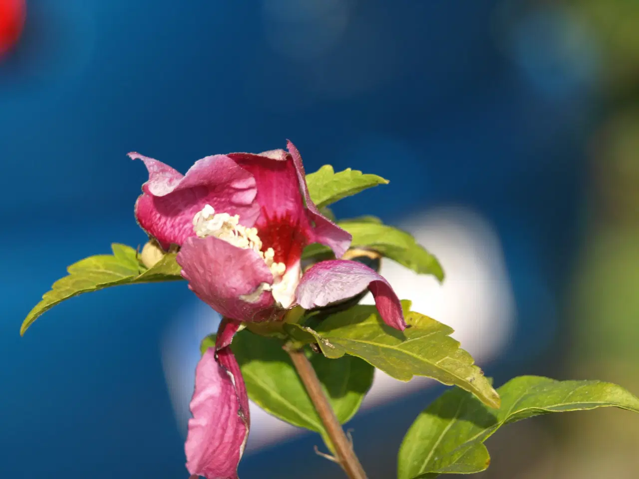 Billede 1 - Syrisk Rose / Hibiscus syriacus
