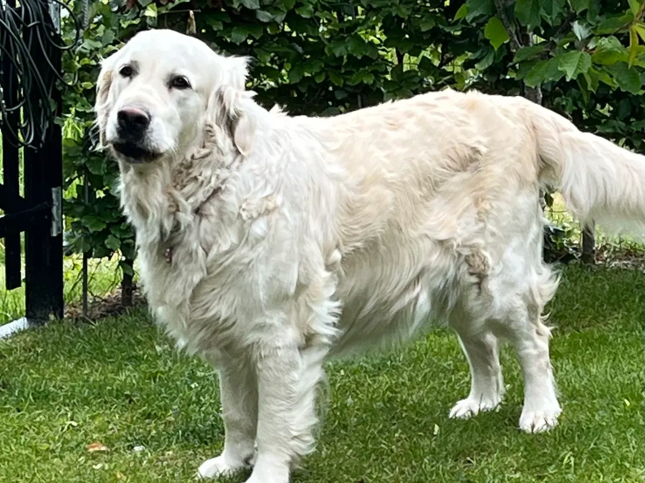 Billede 6 - Golden Retriever hvalpe