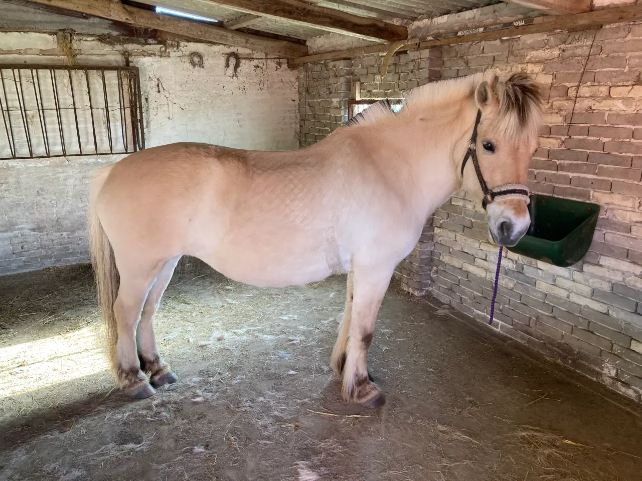 Billede 4 - Fjordhest sælges eller udlånes som selskabshest