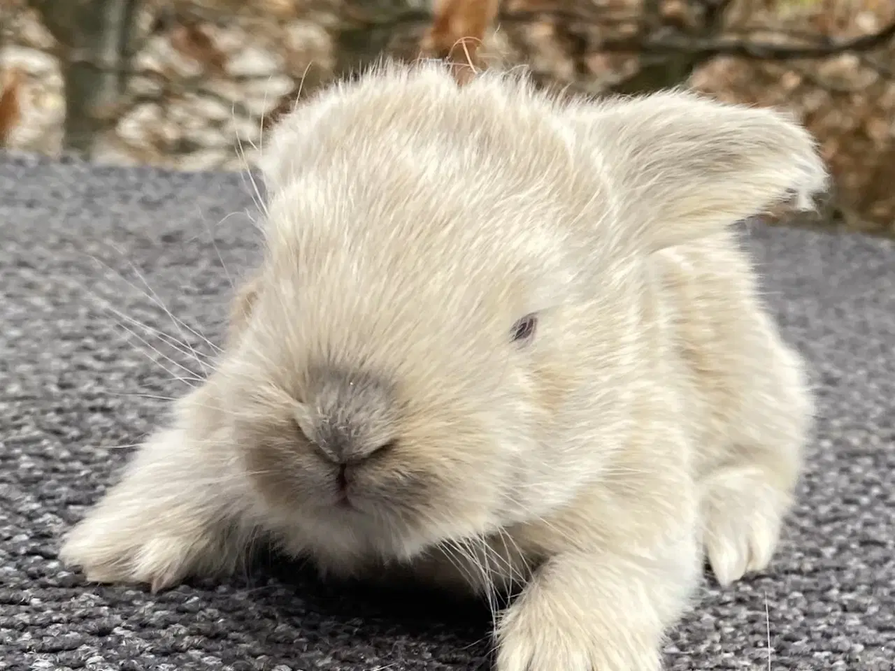 Billede 7 - FRANsK VÆDDER HUN ISABELLA