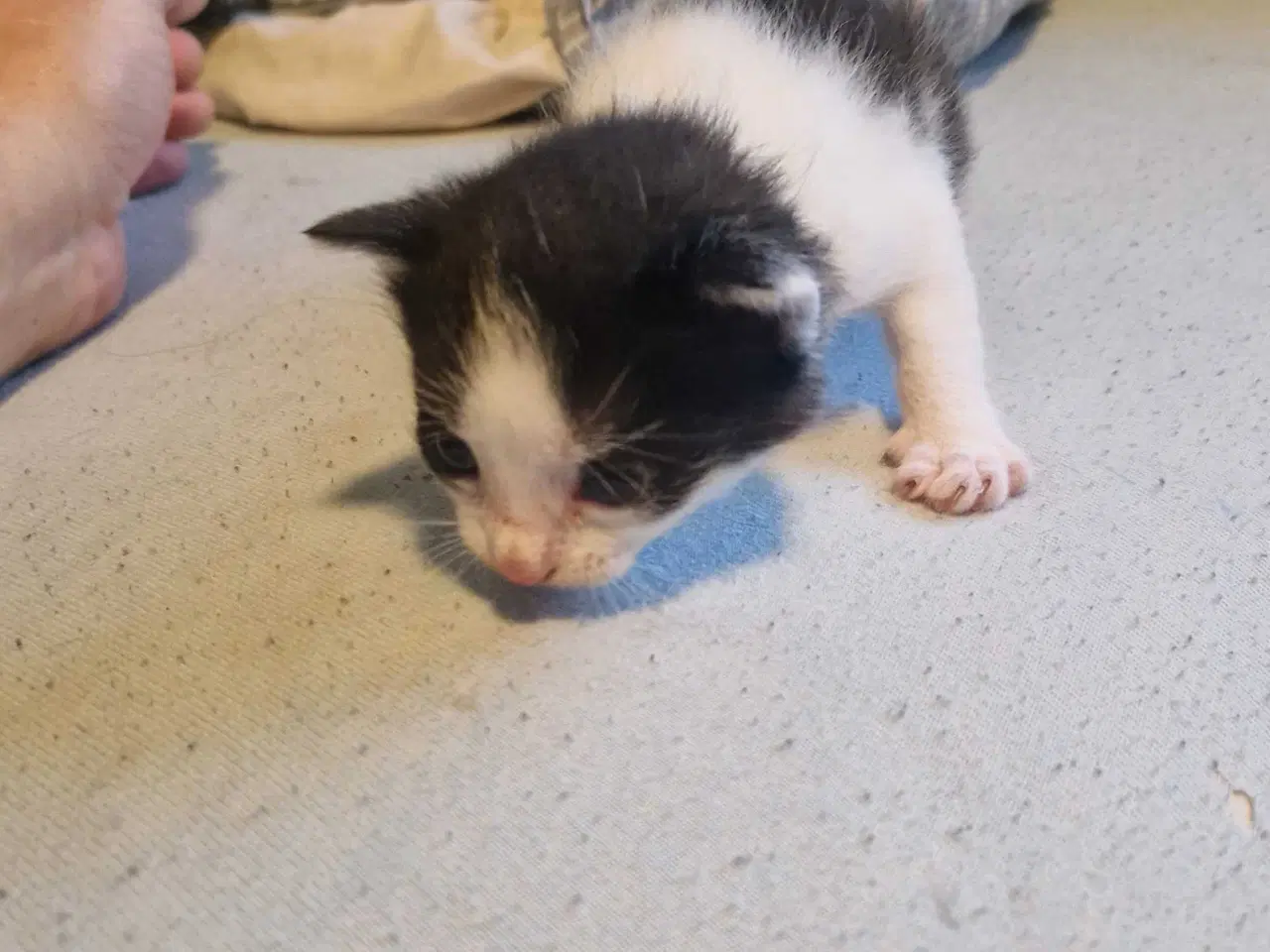 Billede 5 - 4 kattekillinger sælges