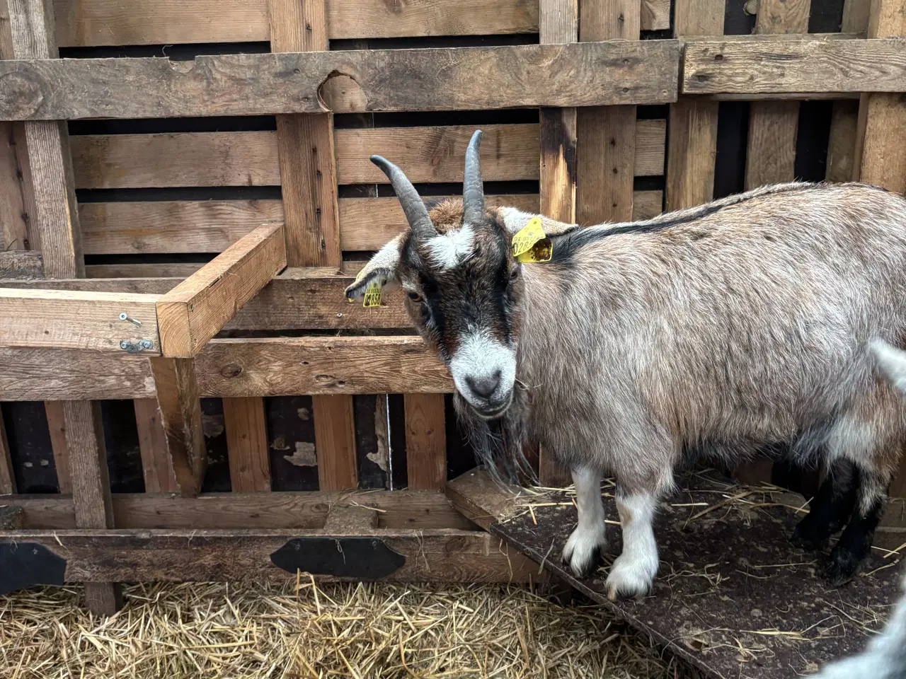Billede 6 - Fire søde geder
