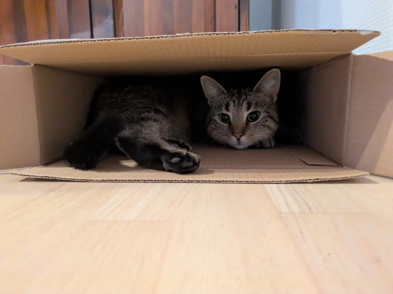 Billede 3 - Verdens bedste kat