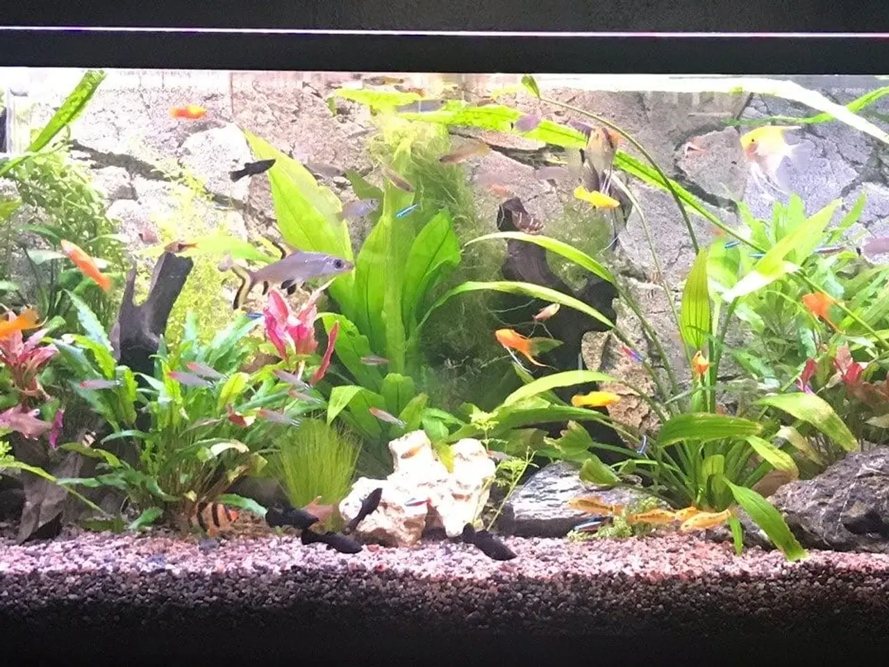 Billede 1 - Søger akvarie 250 liter +