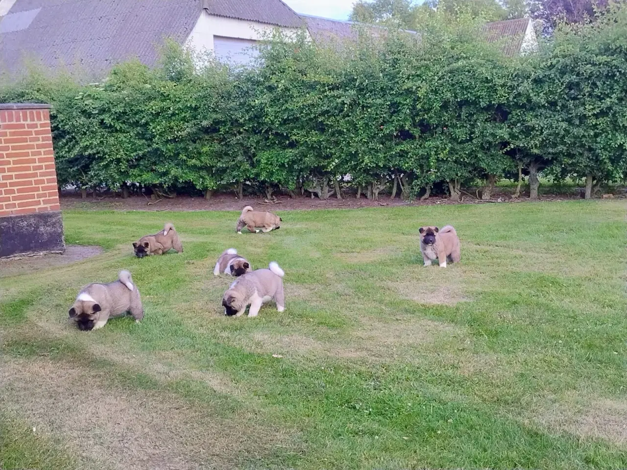 Billede 7 - Hundehvalpe Akita American 