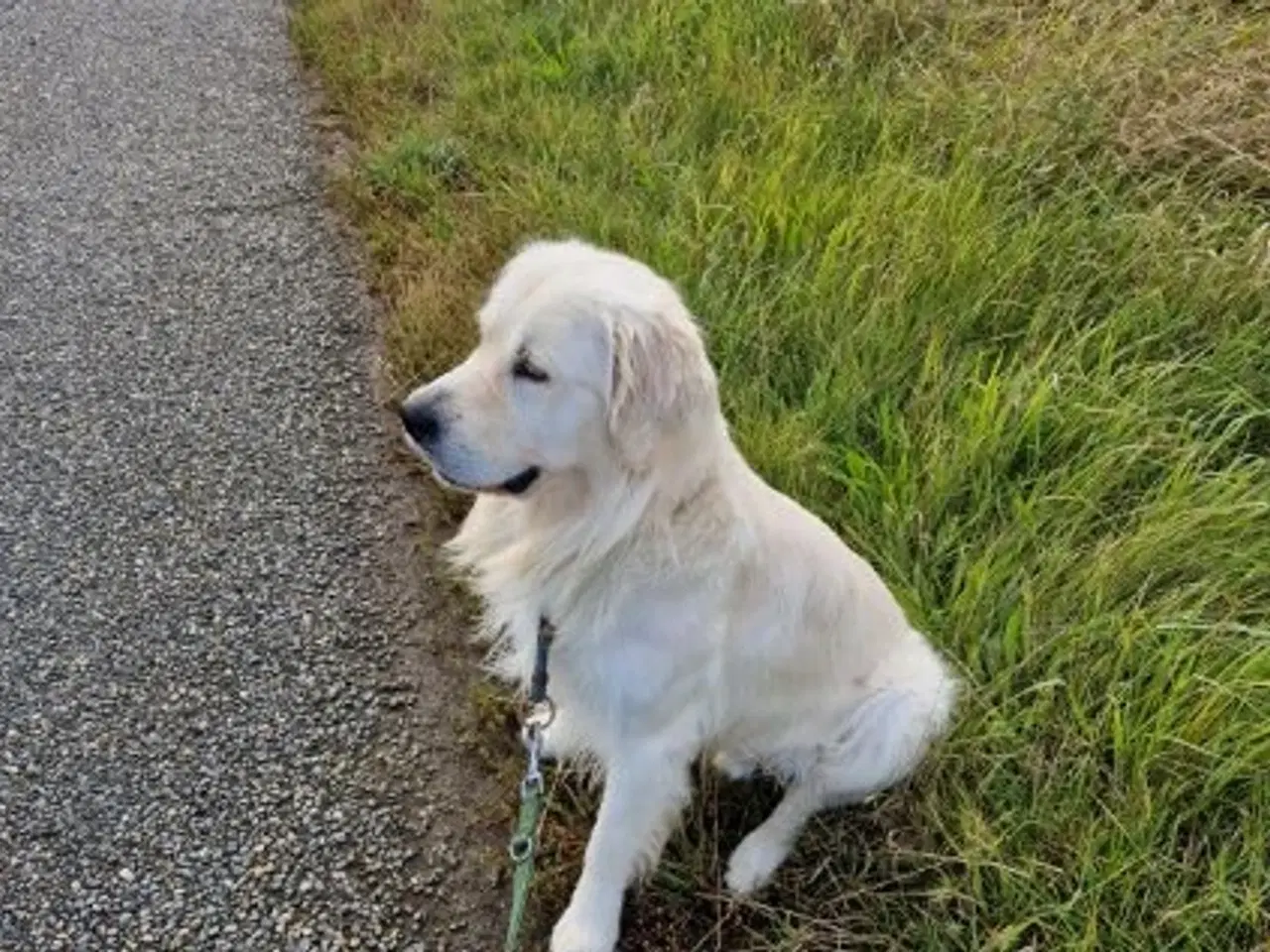 Billede 2 - Golden Retriever hvalpe 