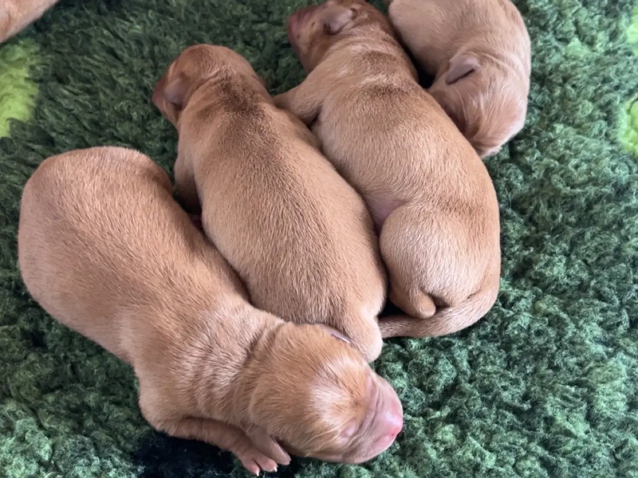 Billede 3 - FOX Red Labrador hvalpe