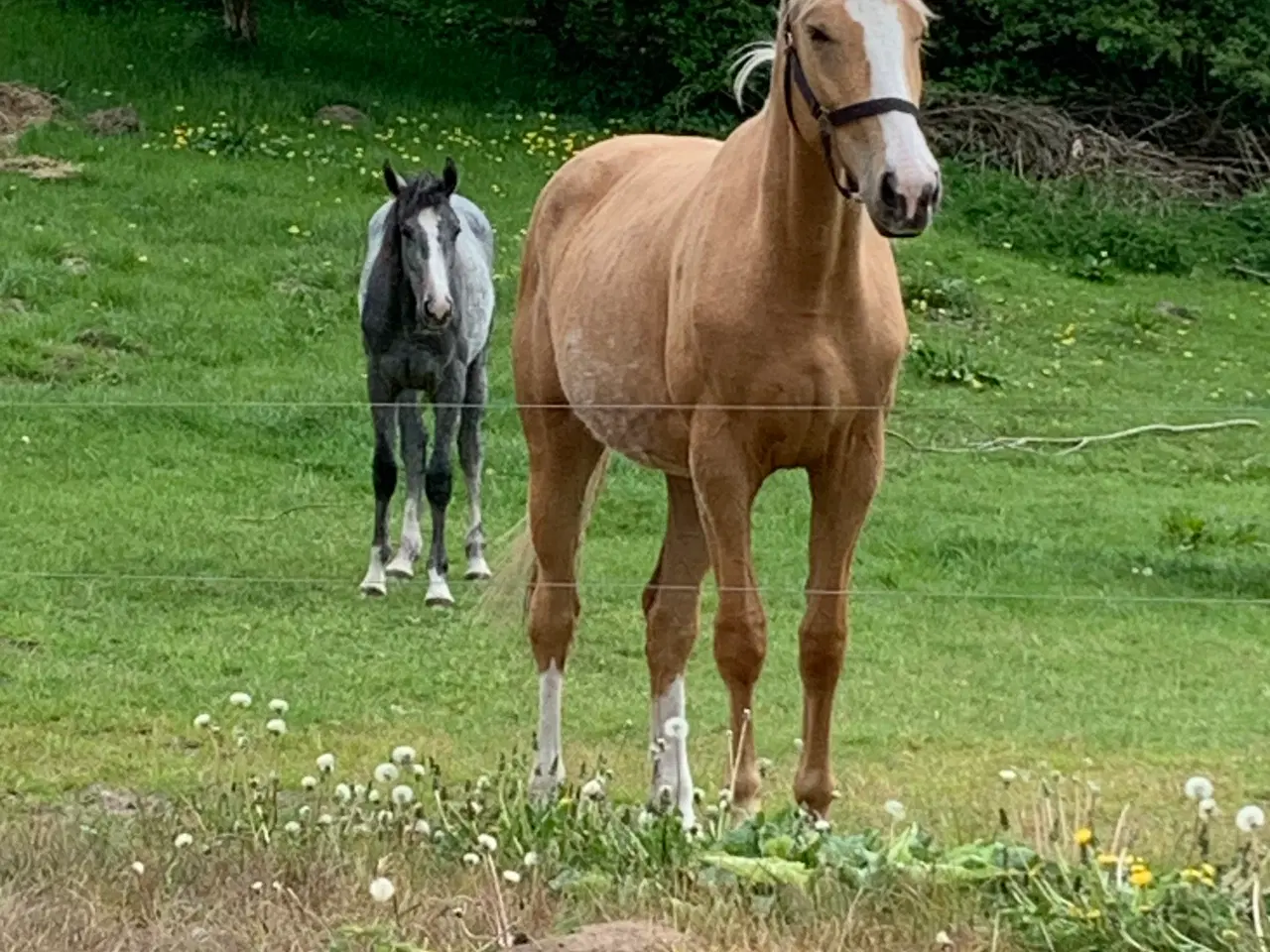 Billede 2 - Palomino hoppe