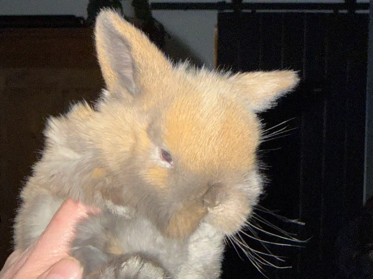Billede 4 - Sødeste små kaninunger
