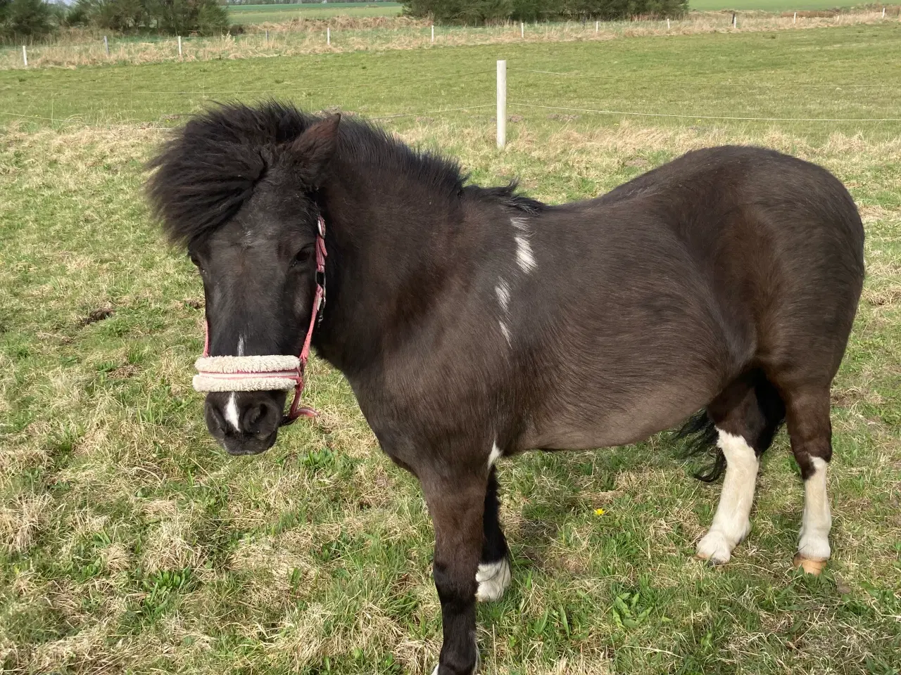 Billede 2 - Pony