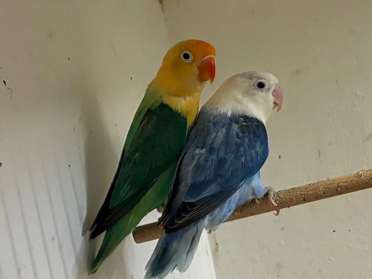 Billede 2 - Rødhovedet Dværgpapegøje