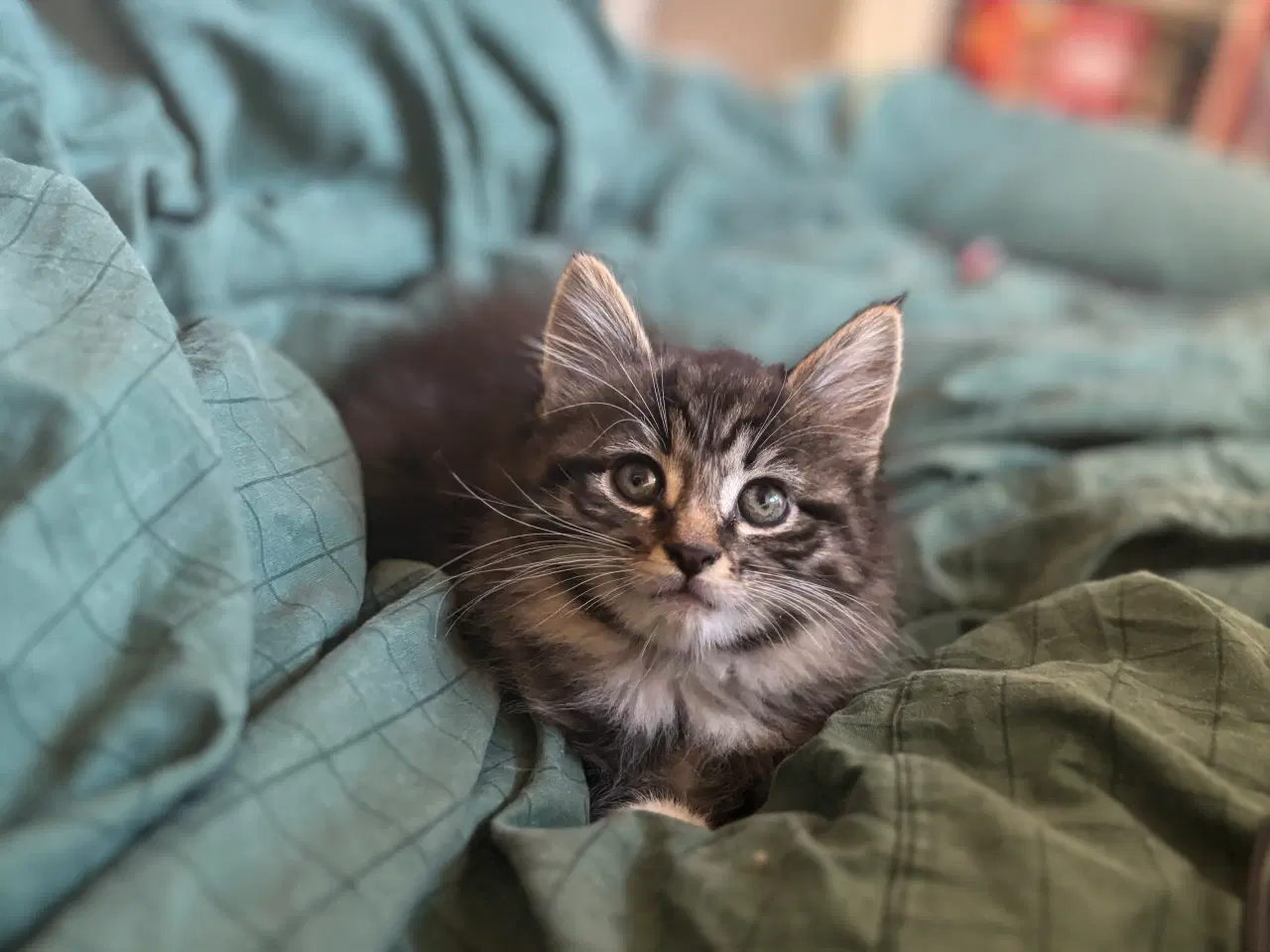 Billede 11 - Smuk kærlig Maine coon pige