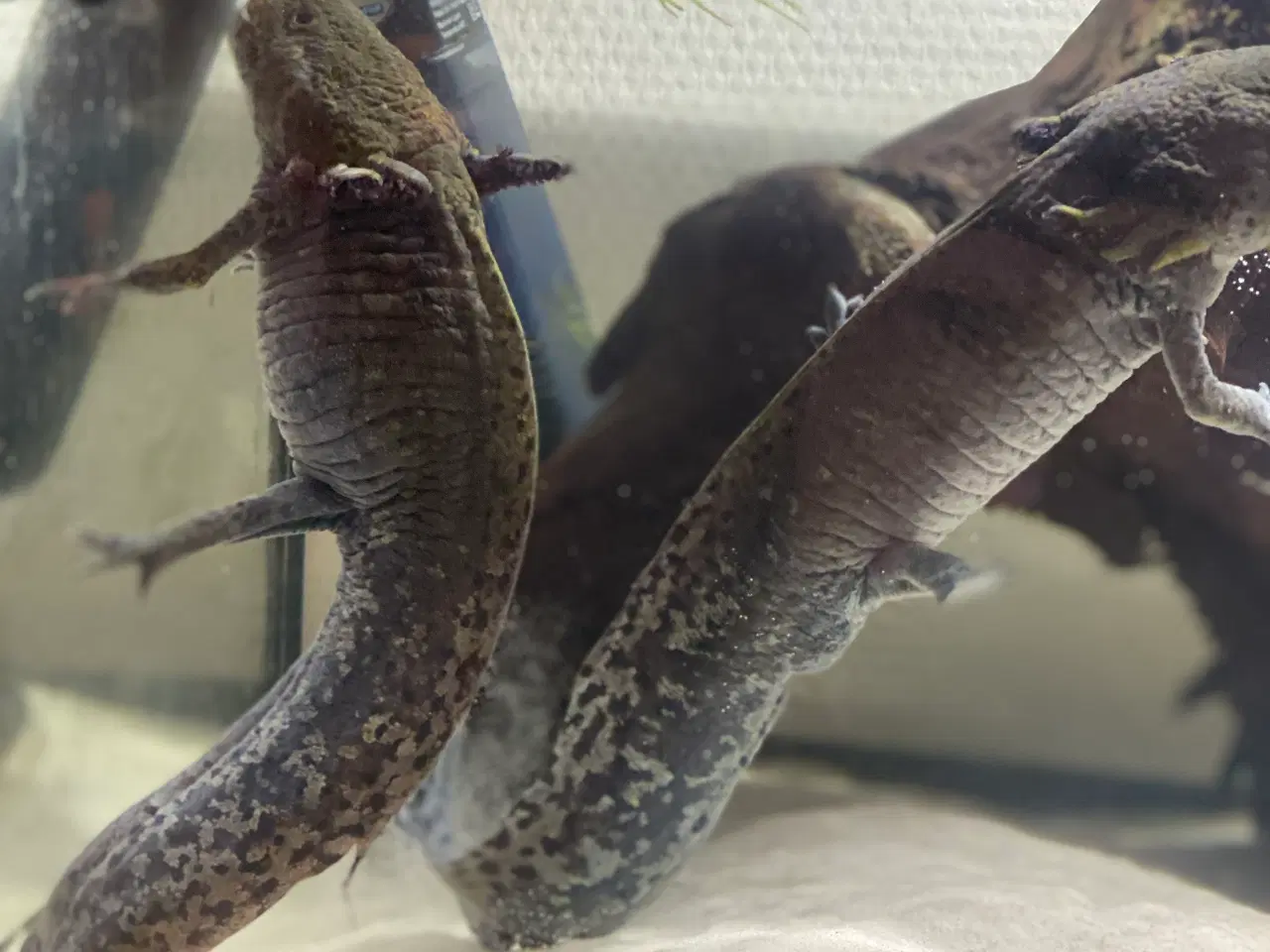 Billede 2 - 3 Axolotl med akvarie