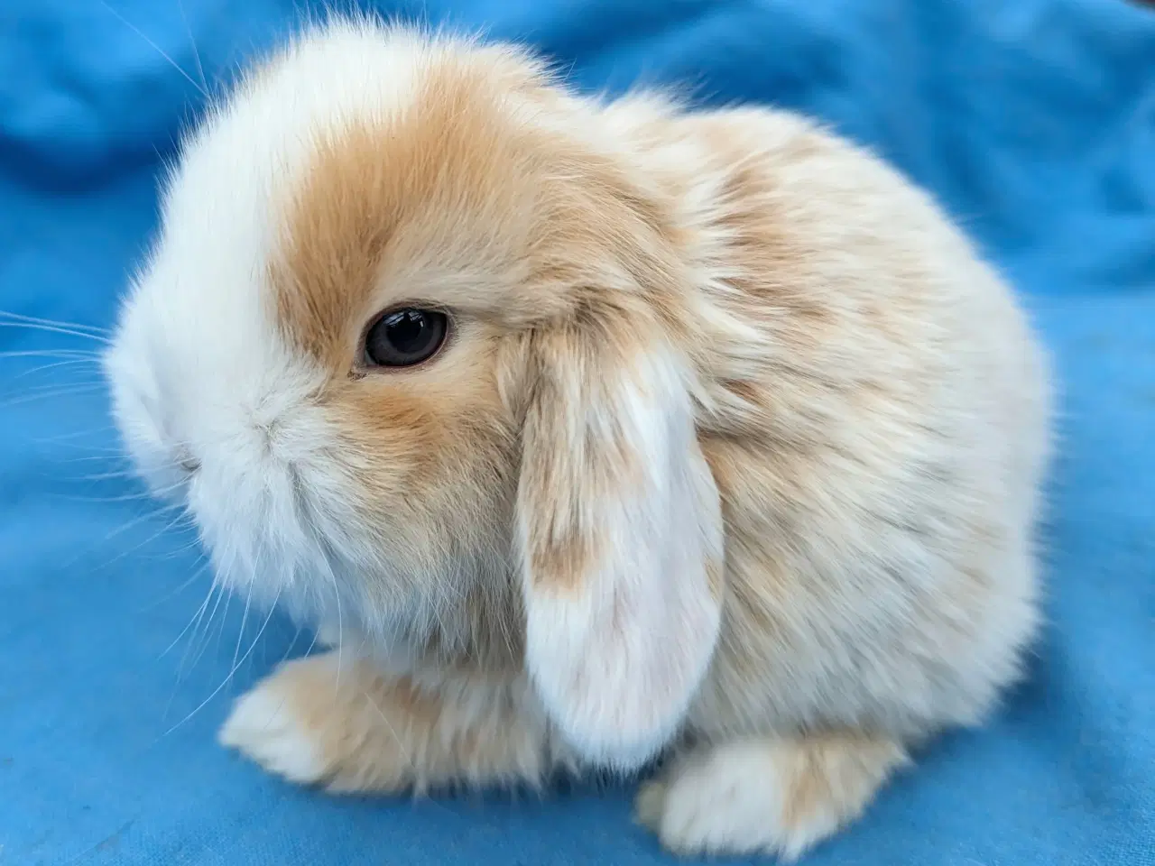 Billede 2 - Minilop kaninunge sælges