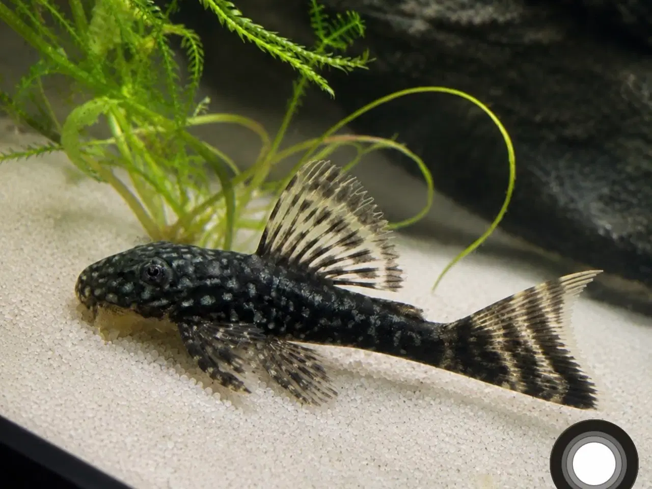 Billede 8 - 🖤Ancistrus / Bristlenose Pleco Longfin – Unger 