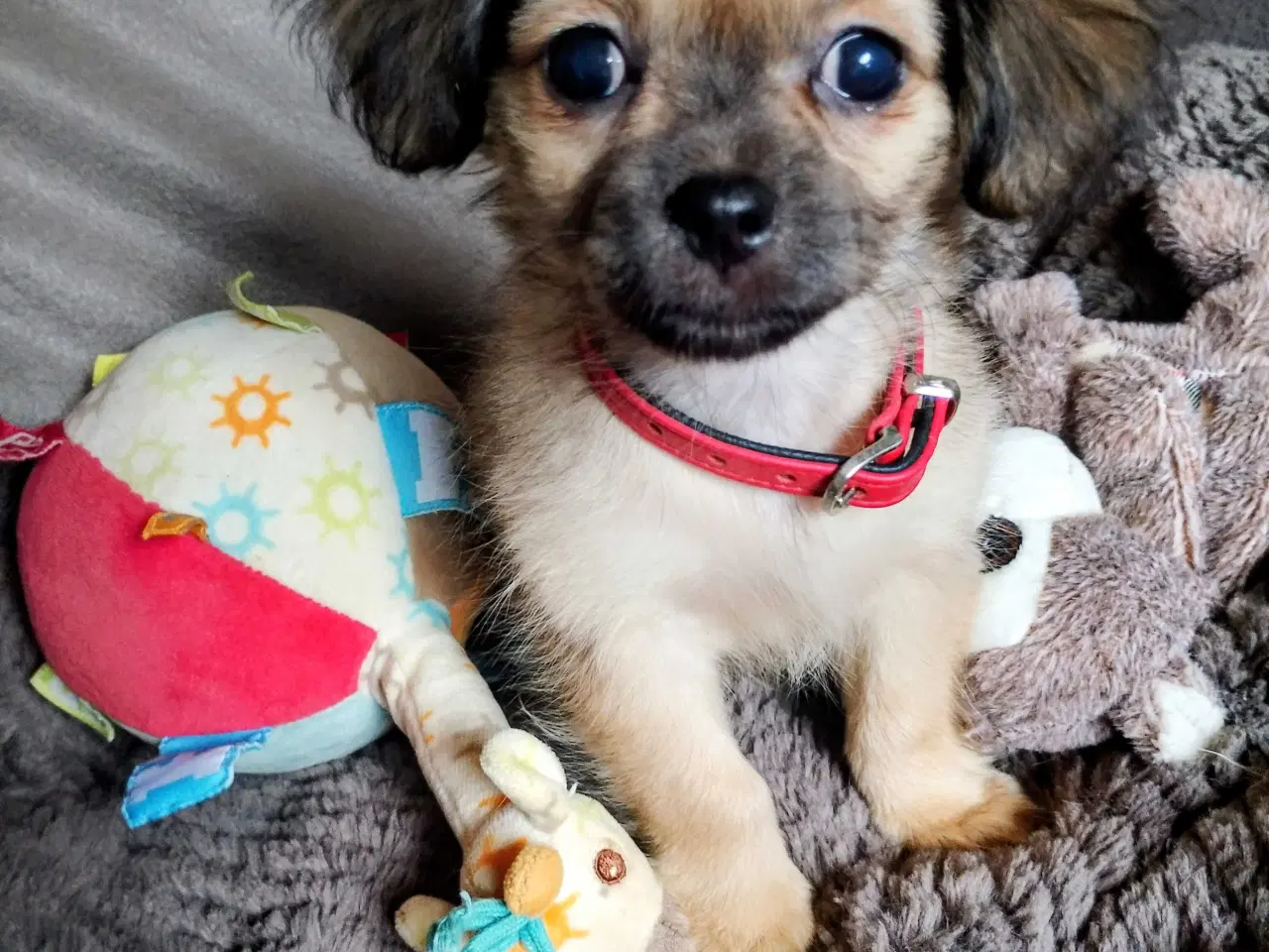 Billede 14 - Dejlige små race blandings hvalpe