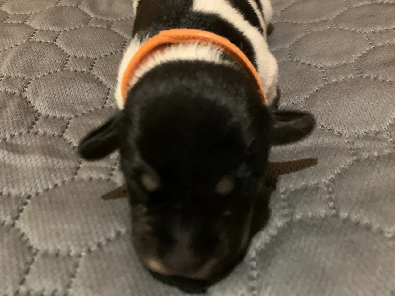Billede 1 - Dansk svensk gårdhund hvalpe