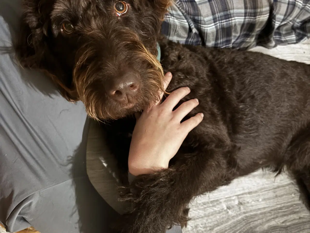 Billede 14 - Labradoodle goldendoodle doodle hvalpe 