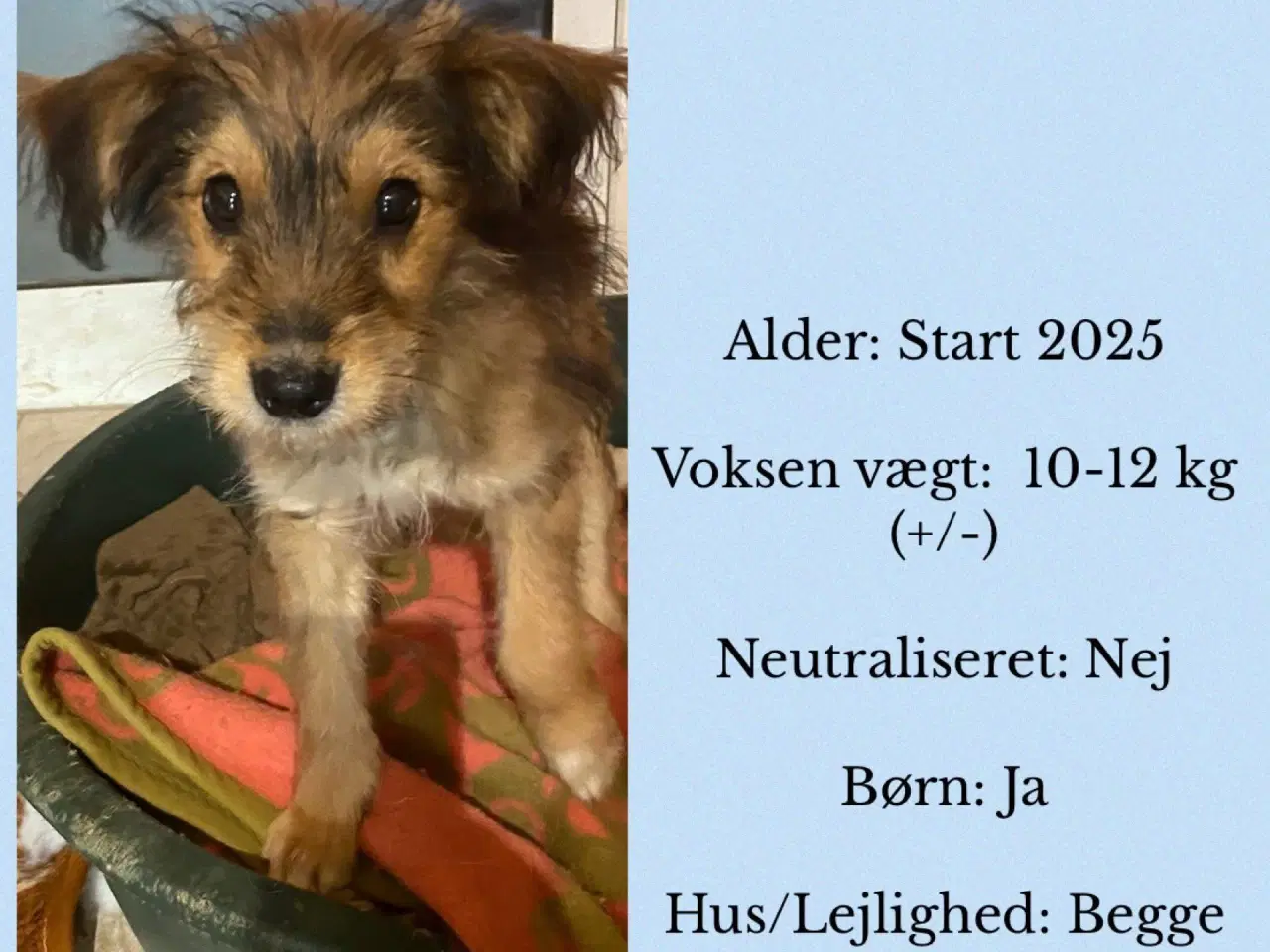 Billede 6 - Olsen søger sit 4 ever home