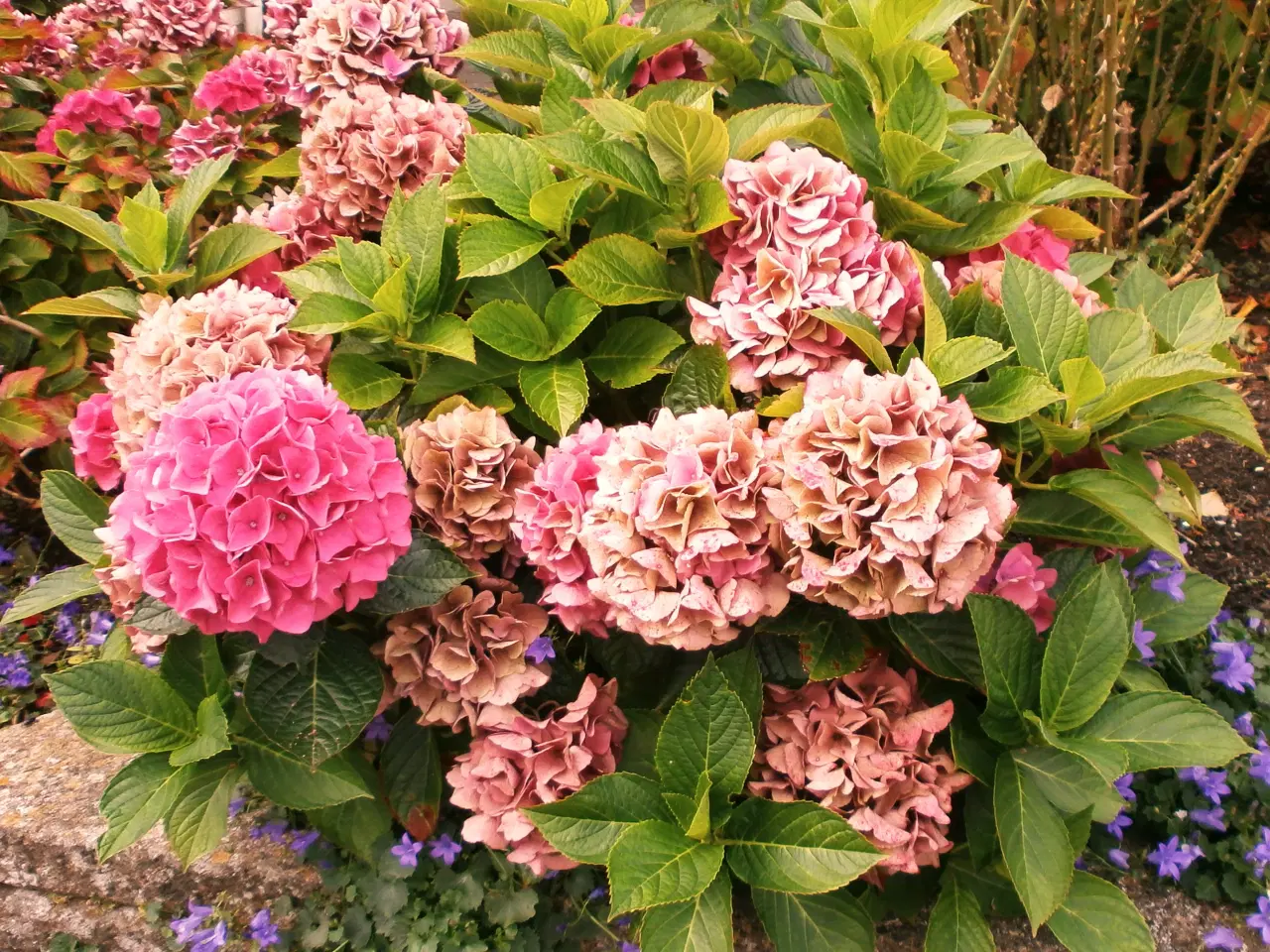 Billede 1 - Hortensia busk sælges