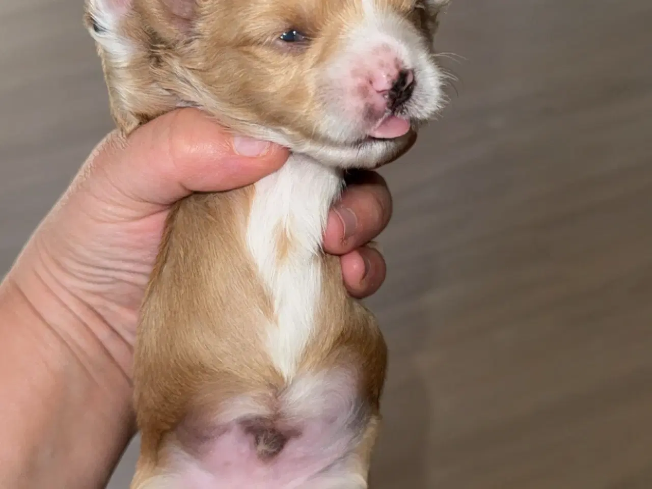 Billede 10 - Dejlige familiehund.