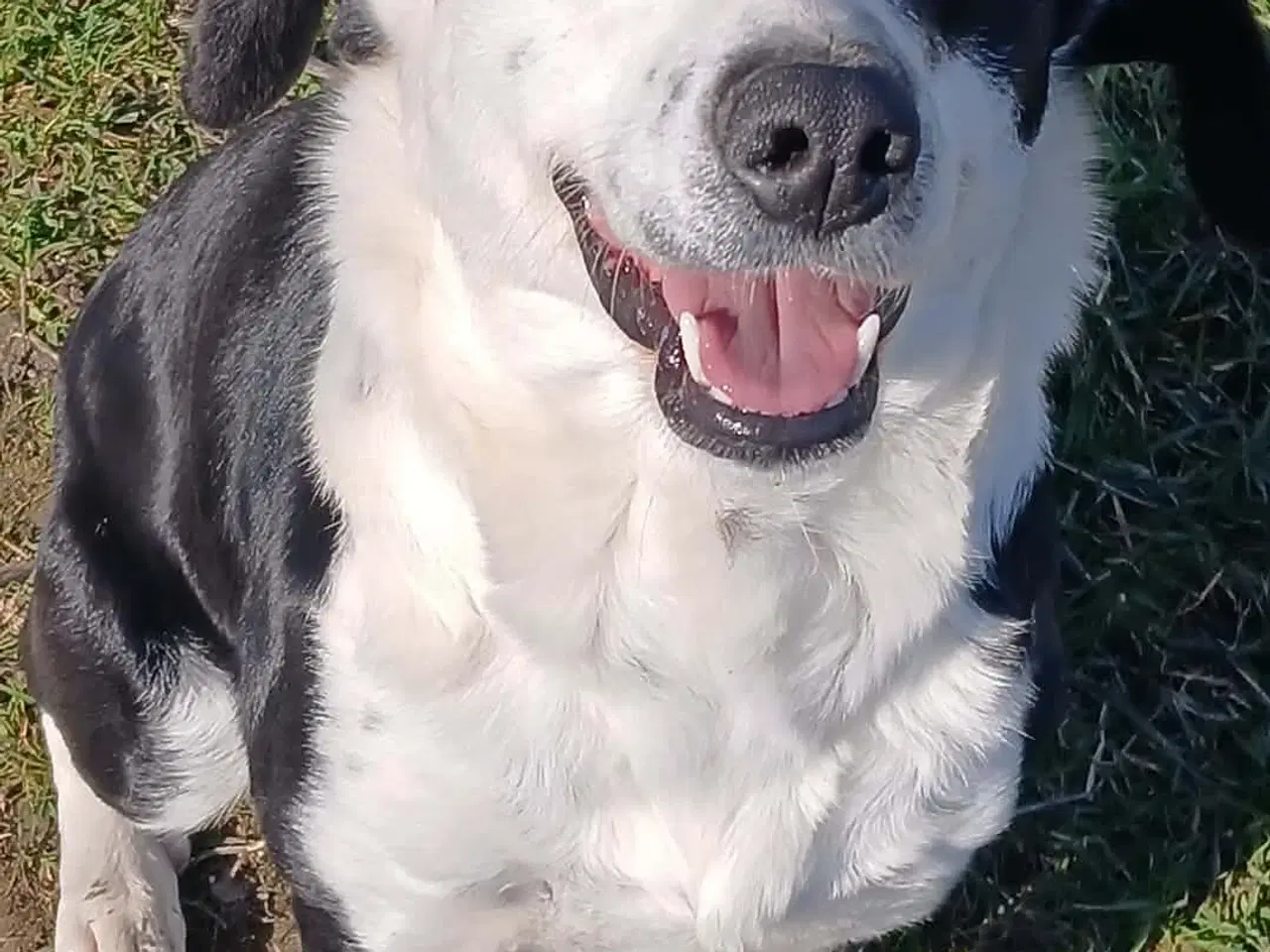 Billede 5 - Skønne Frigg søger sin egen familie