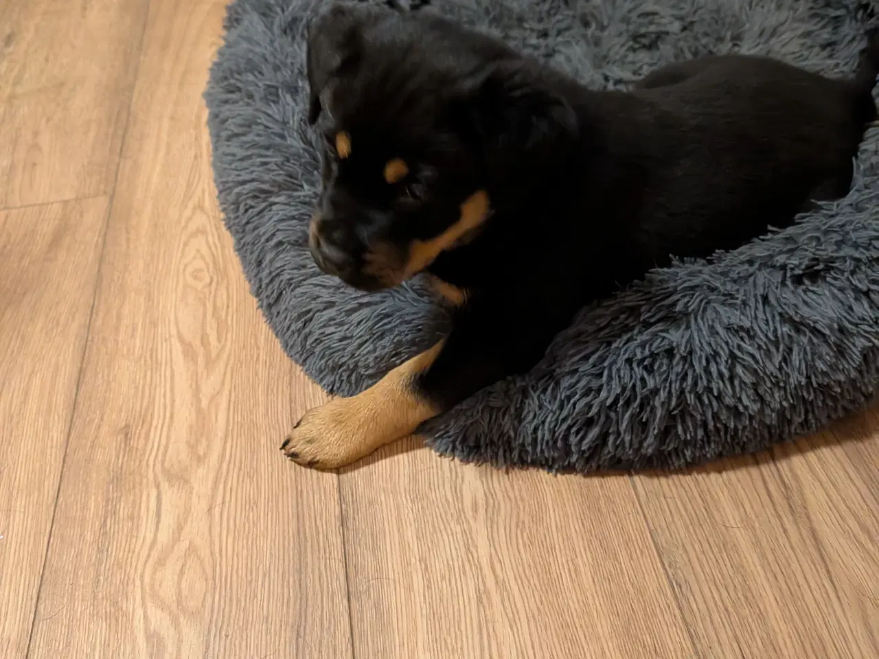 Billede 3 - Labweiler tæve