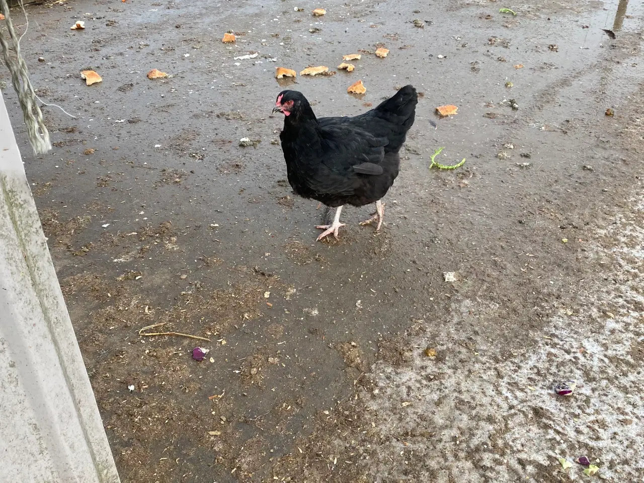Billede 5 - Æglæggende høns bl.a. race