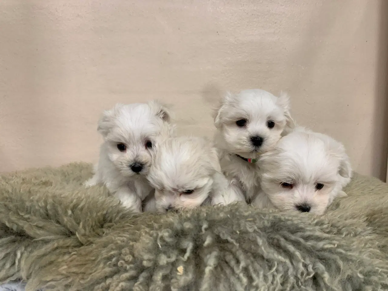 Billede 3 - Ægte mini malteser babyer